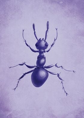 Purple ant illustration of a beautiful loosely drawn an ... 