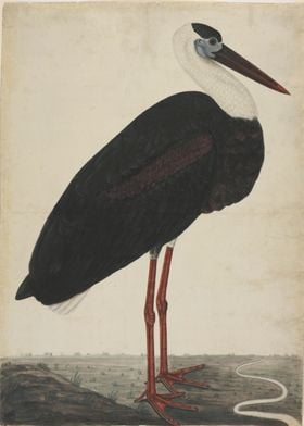 Vintage Book Illustration - Black Stork in a Landscape, ... 