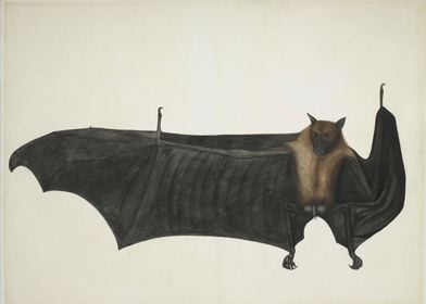 Vintage Book Illustration - Great Indian Fruit Bat, ca. ... 