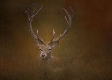 Red deer in Tatton Park, Cheshire, England
