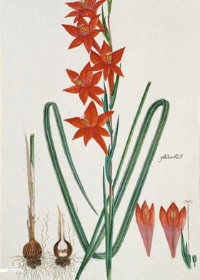 Vintage illustration of flowers 