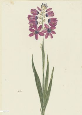 Vintage illustration of flowers 