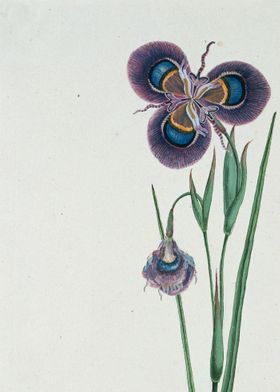 Vintage illustration of flowers 