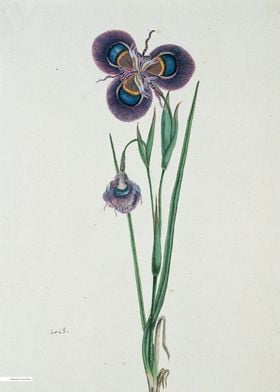 Vintage illustration of flowers 