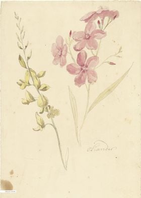 Vintage illustration of flowers 