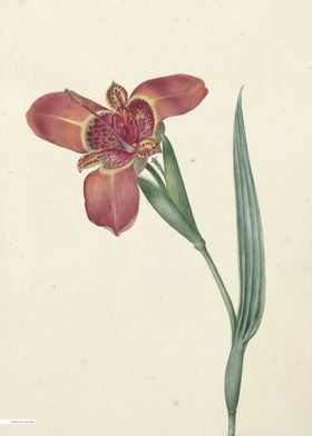 Vintage illustration of flowers 