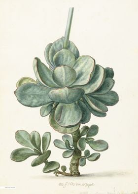 Vintage illustration of flowers 