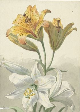 Vintage illustration of flowers 