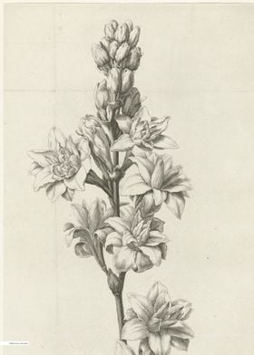 Vintage illustration of flowers 