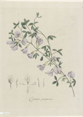 Vintage illustration of flowers 