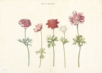 Vintage illustration of flowers 