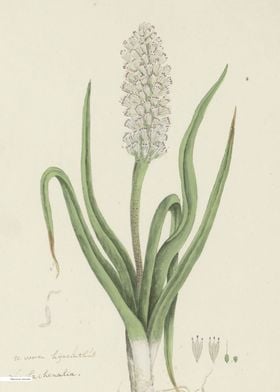 Vintage illustration of flowers 