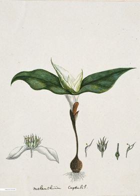 Vintage illustration of flowers 