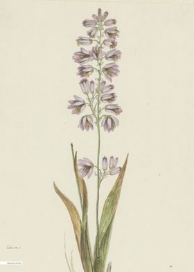 Vintage illustration of flowers 