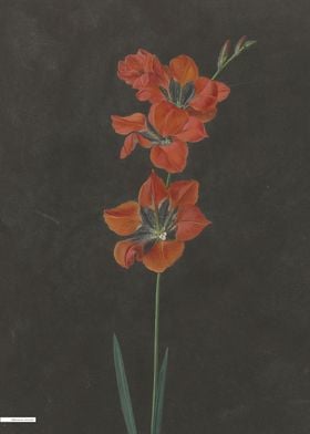 Vintage illustration of flowers 