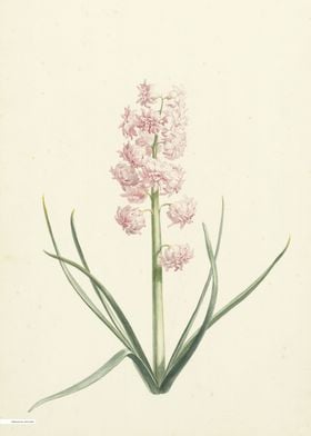 Vintage illustration of flowers 