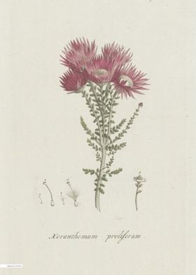 Vintage illustration of flowers 