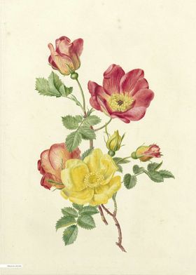 Vintage illustration of flowers 