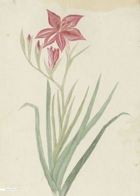 Vintage illustration of flowers 