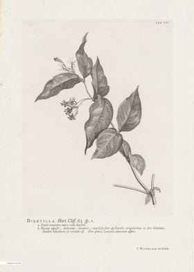 Vintage illustration of flowers 