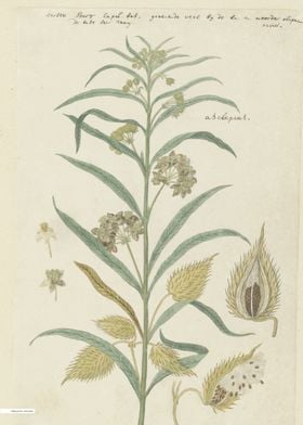 Vintage illustration of flowers 