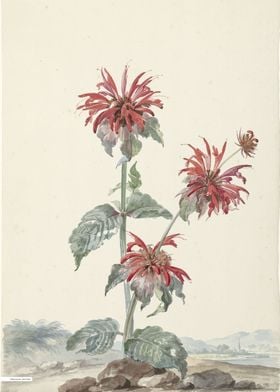 Vintage illustration of flowers 