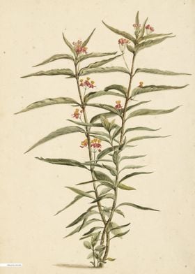 Vintage illustration of flowers 