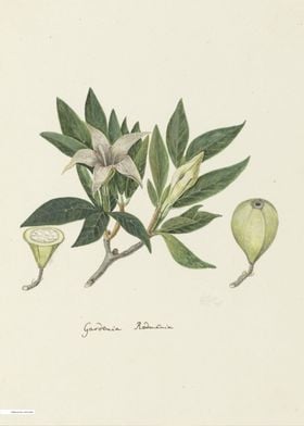 Vintage illustration of flowers 