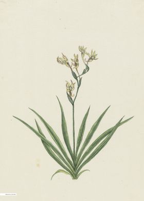 Vintage illustration of flowers 