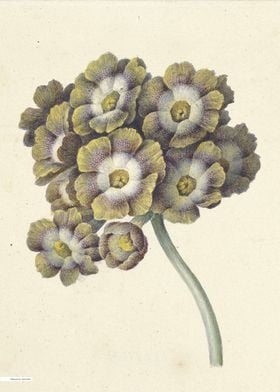 Vintage illustration of flowers 