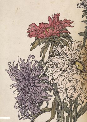 Vintage illustration of flowers 