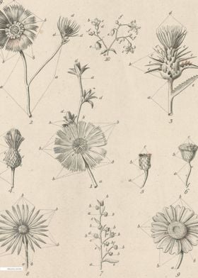 Vintage illustration of flowers 