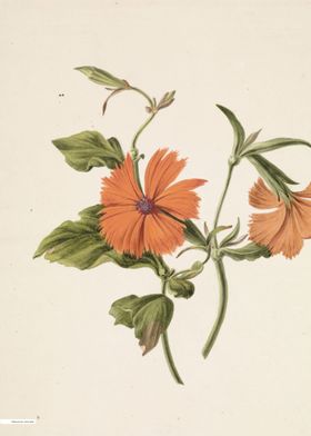 Vintage illustration of flowers 