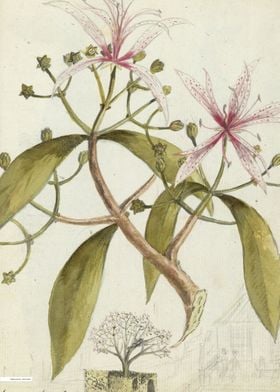 Vintage illustration of flowers 