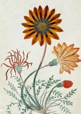 Vintage illustration of flowers 