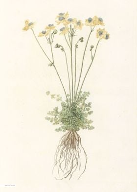 Vintage illustration of flowers 