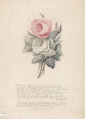 Vintage illustration of flowers 