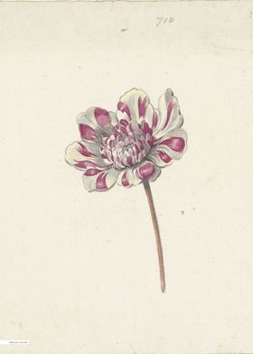 Vintage illustration of flowers 