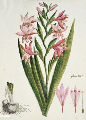 Vintage illustration of flowers 