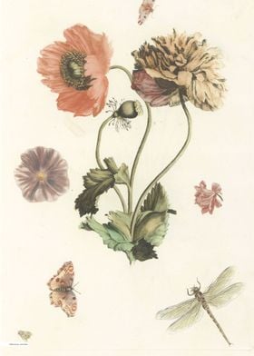 Vintage illustration of flowers 