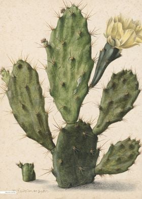 Vintage illustration of flowers 