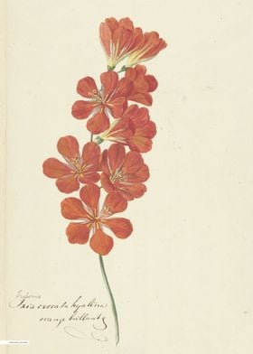 Vintage illustration of flowers 