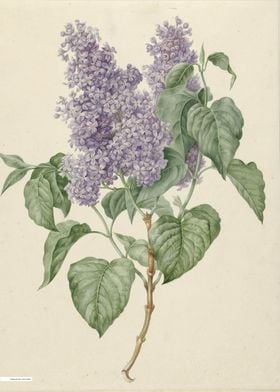 Vintage illustration of flowers 