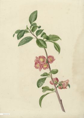 Vintage illustration of flowers 