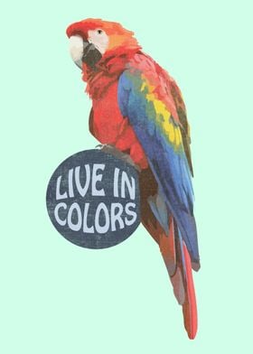 Parrot - Live in colors