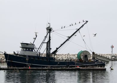 Fishing Boat Fishing boat in the harbor with many pelic ... 