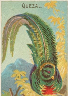 Tropical birds vintage illustration