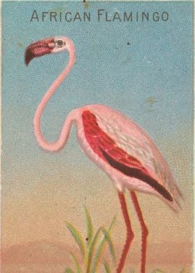 Tropical birds vintage illustration