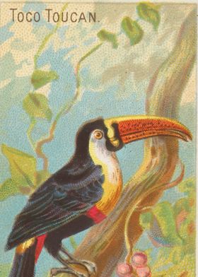 Tropical birds vintage illustration