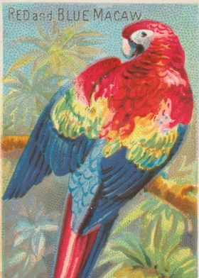 Tropical birds vintage illustration